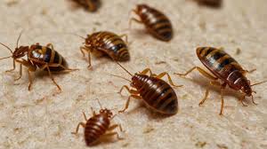Bed Bugs Control