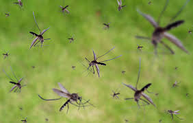 Mosquito Control